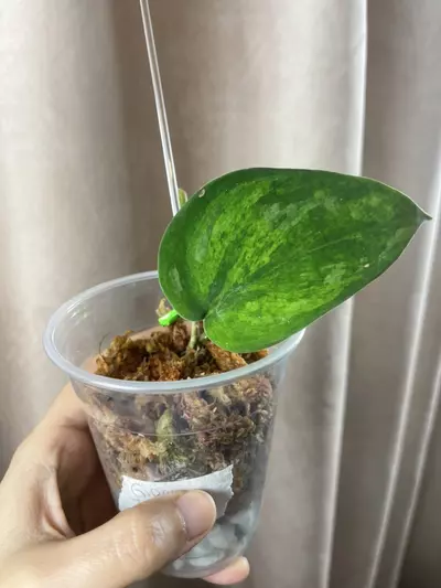 plant/Green emerald 2 nodes-0-thumbnail