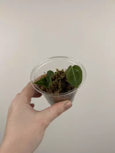 plant/Anthurium 'Chocolate Crystallinum' x NOID-0-thumbnail