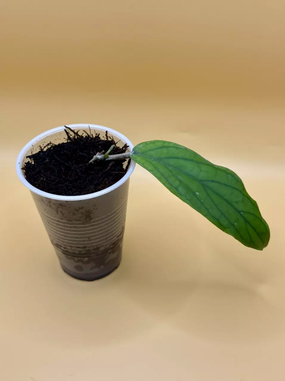 plant/Hoya Vitellenoides-0