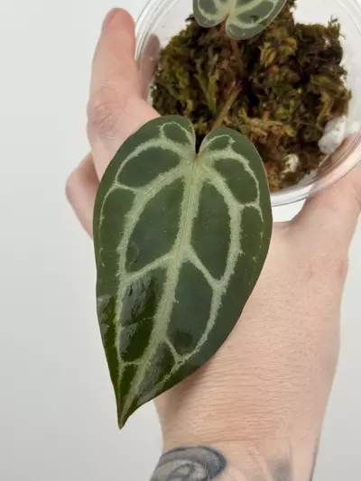 plant/Anthurium 'Red Crystallinum'-1-thumbnail