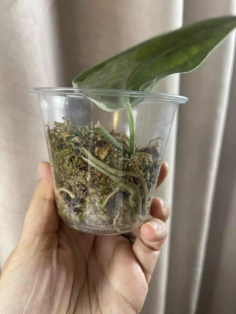 plant/Exotica Albo Salaka-2