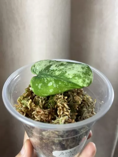 plant/Argy permata-0-thumbnail