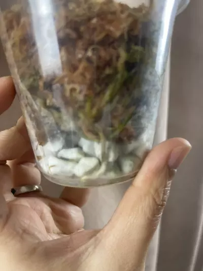 plant/Argy white crocodile 2 activated growth points-2-thumbnail