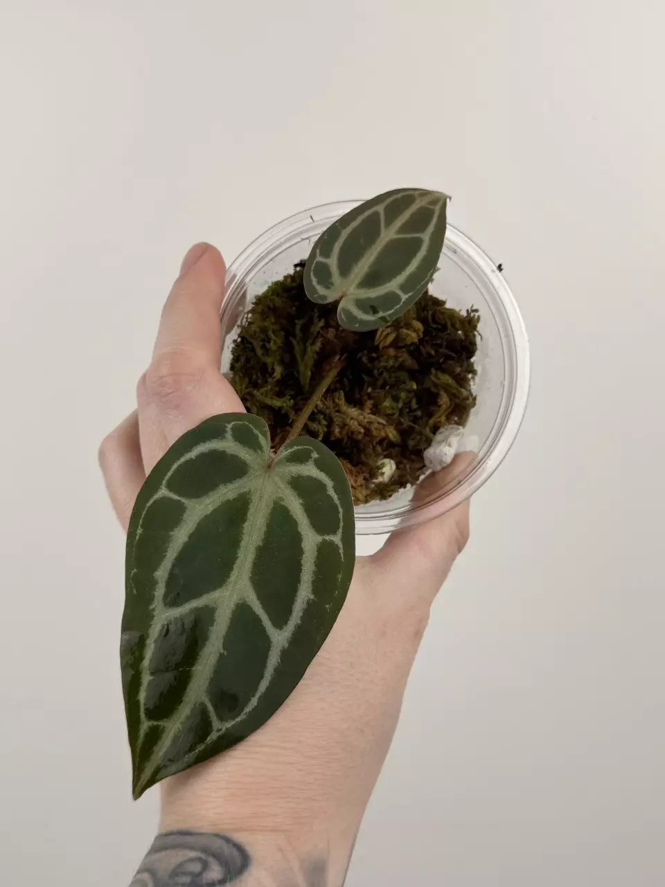 plant/Anthurium 'Red Crystallinum'-0