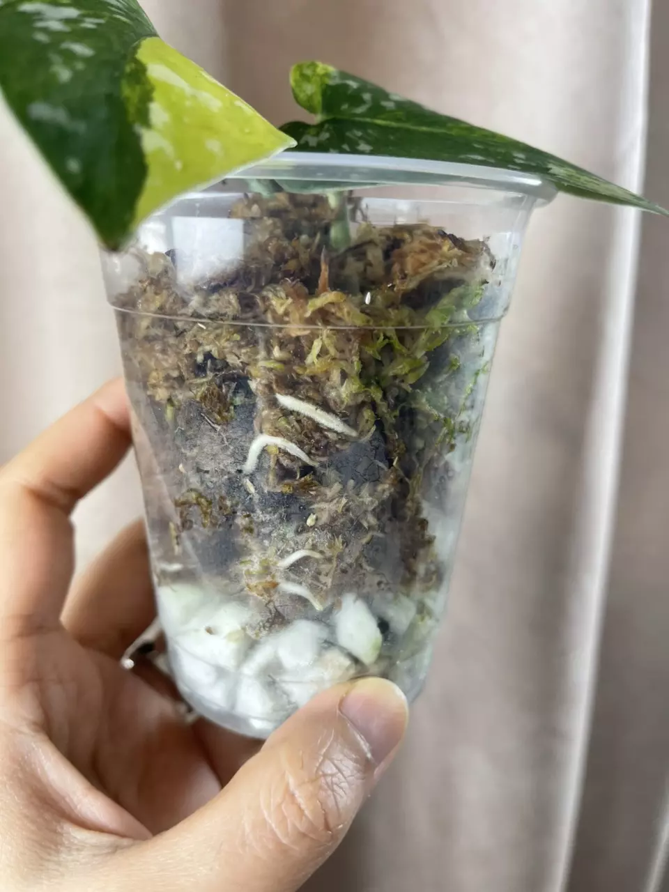 plant/Argy aurea 2 nodes premium var-1