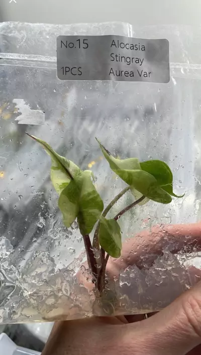 plant/Alocasia Stingray variegated tissue culture no. 15-1-thumbnail