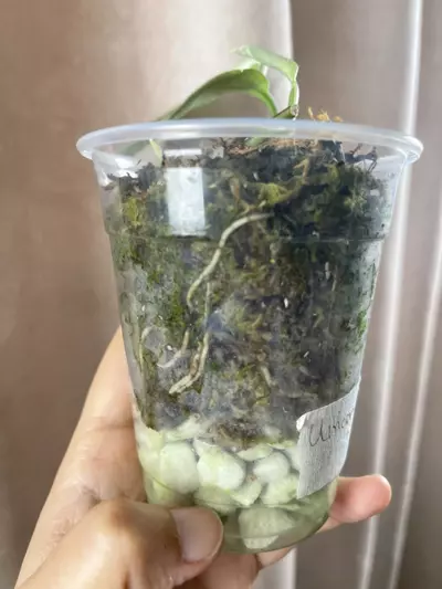 plant/Unicorn base cut-2-thumbnail