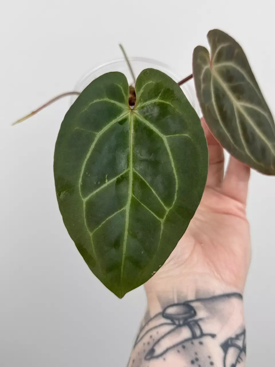 plant/Anthurium Besseae AFF x ('AOS' x 'Red Crystallinum')-1