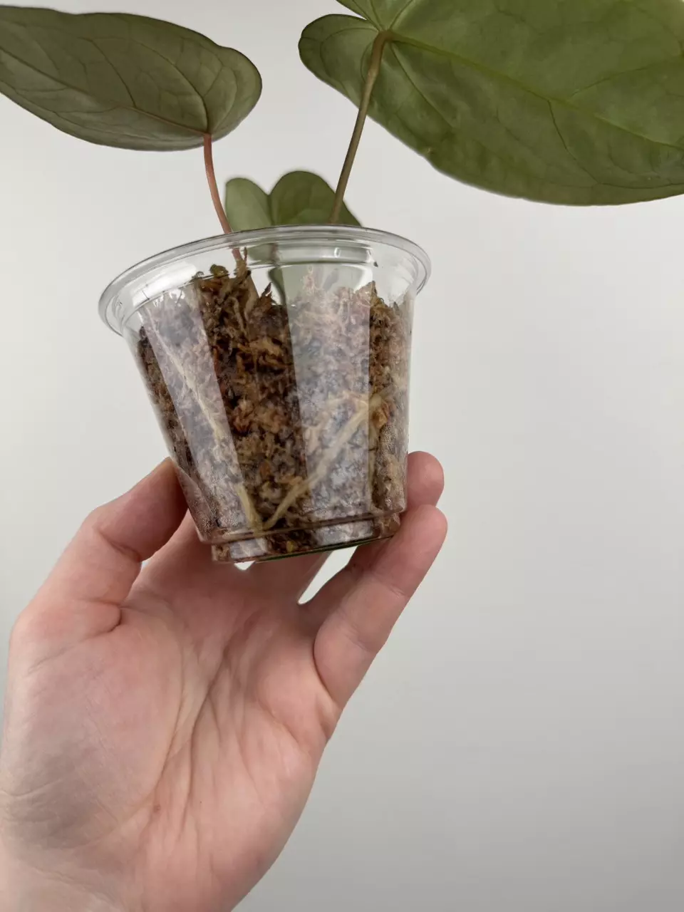 plant/Anthurium 'Sentinel' x NOID-4