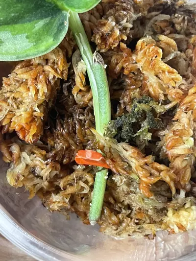 plant/Silver Knight GOG No id Kapuas-1-thumbnail