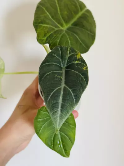 plant/Maharani Lemon Lime Mama-3-thumbnail