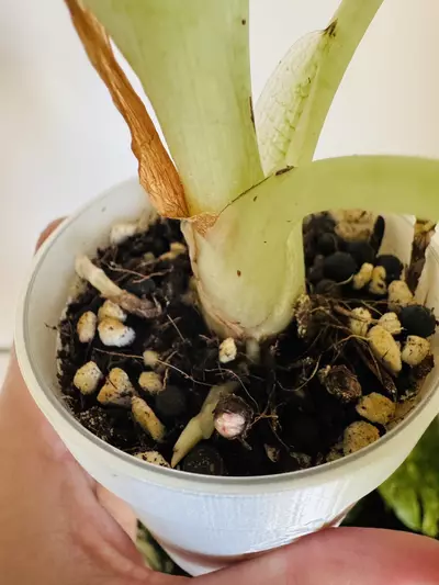 plant/Maharani Lemon Lime Mama-5-thumbnail