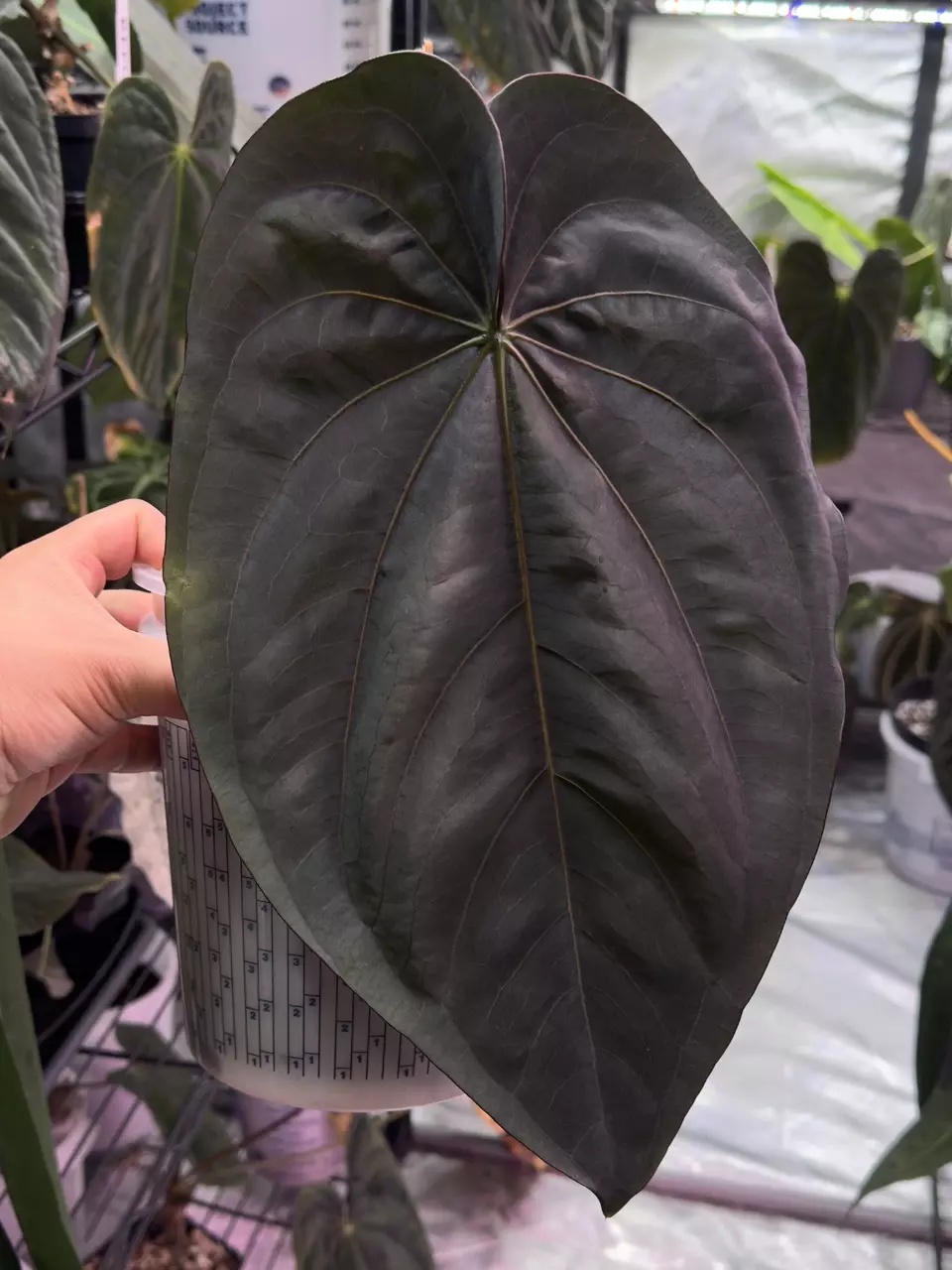 plant/✨Flowering size✨Anthurium dressleri-2