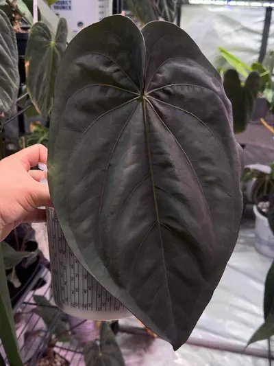 plant/✨Flowering size✨Anthurium dressleri-2-thumbnail