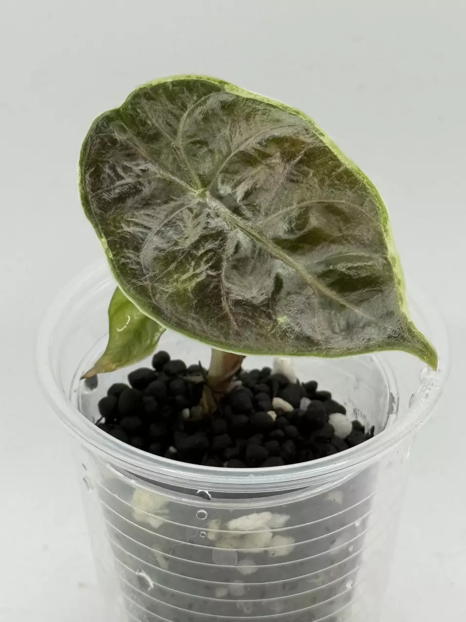 plant/Alocasia Azlanii from TC (aurea mother)-0