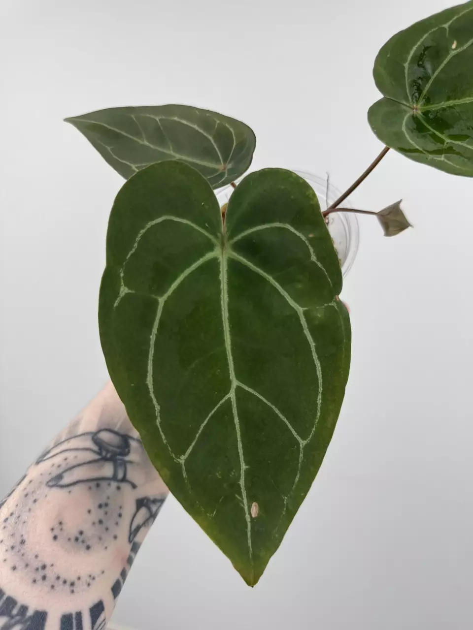 plant/Anthurium 'Sentinel' x NOID-1