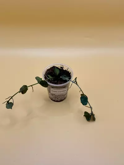 plant/Hoya Curtisii-0-thumbnail