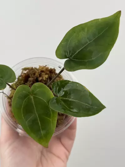 plant/Anthurium 'Velvet Giant' x ('Fort Sherman' x SELF)-1-thumbnail