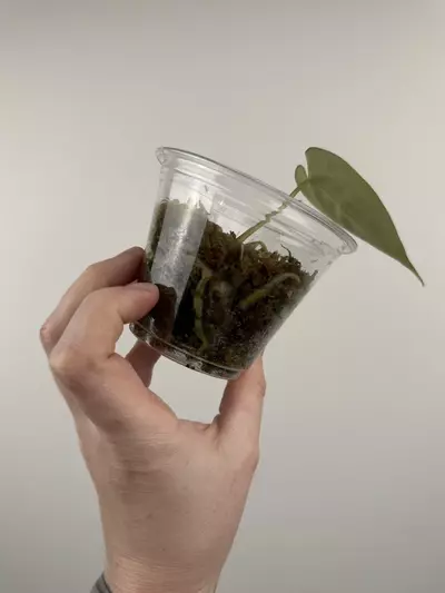 plant/Anthurium NOID-2-thumbnail