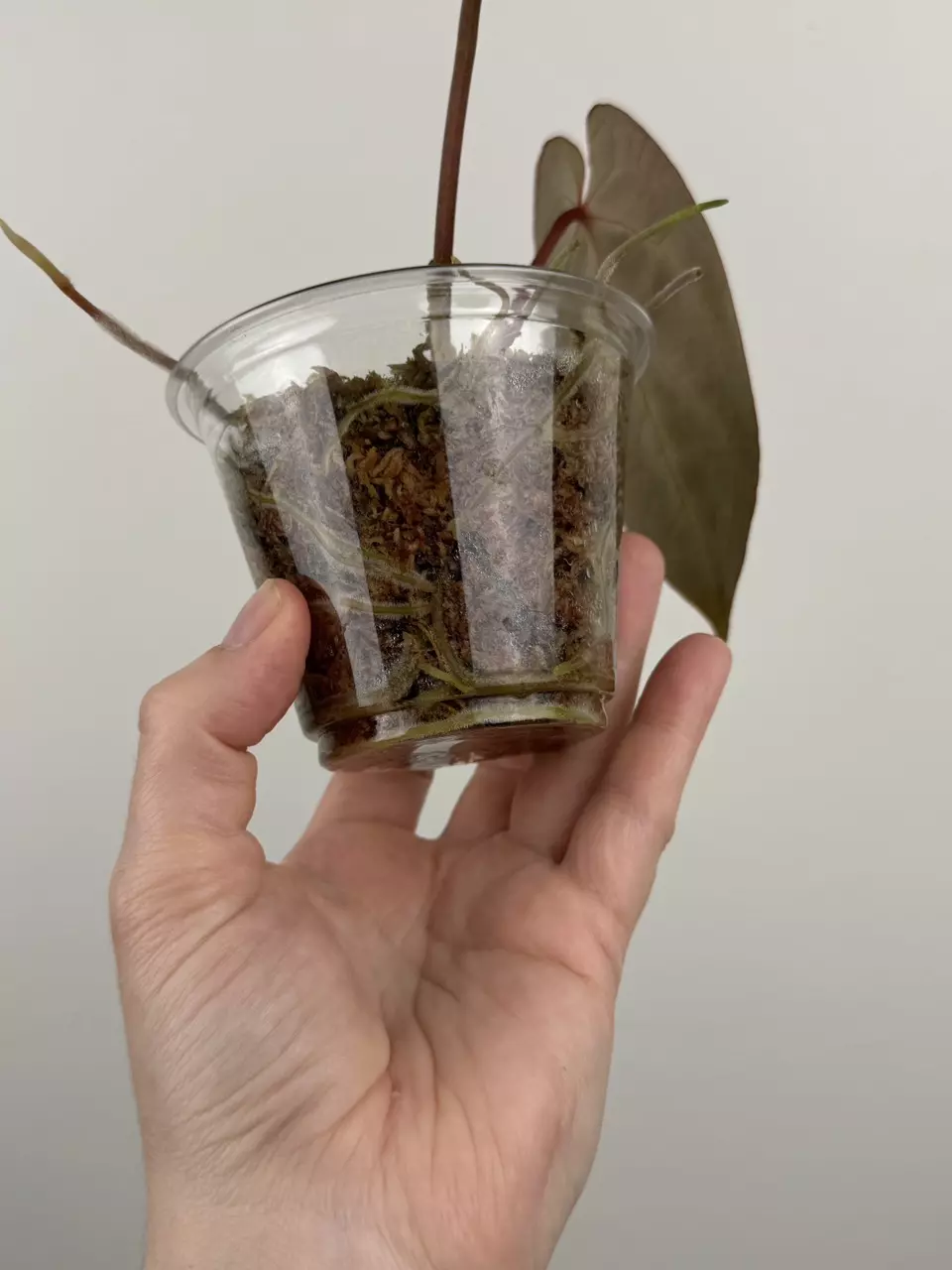 plant/Anthurium Besseae AFF x ('AOS' x 'Red Crystallinum')-3