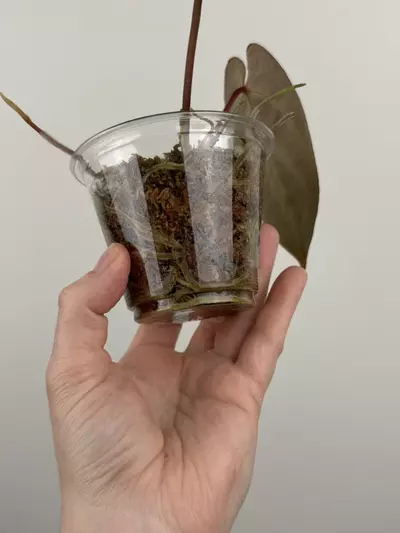 plant/Anthurium Besseae AFF x ('AOS' x 'Red Crystallinum')-3-thumbnail