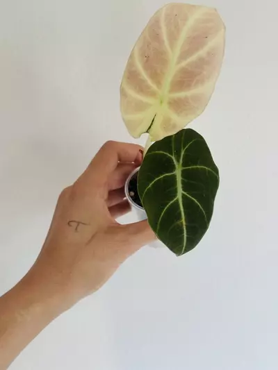 plant/Pink Black Velvet Teen-1-thumbnail