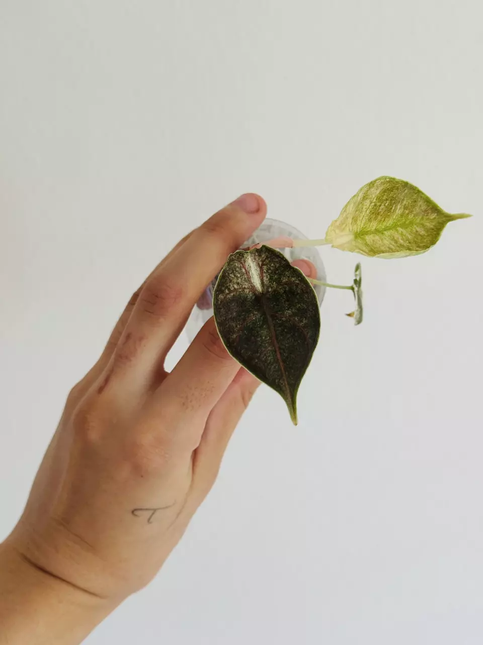 plant/Azlanii Pink (Minttyyy)-2