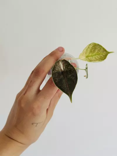 plant/Azlanii Pink (Minttyyy)-2-thumbnail