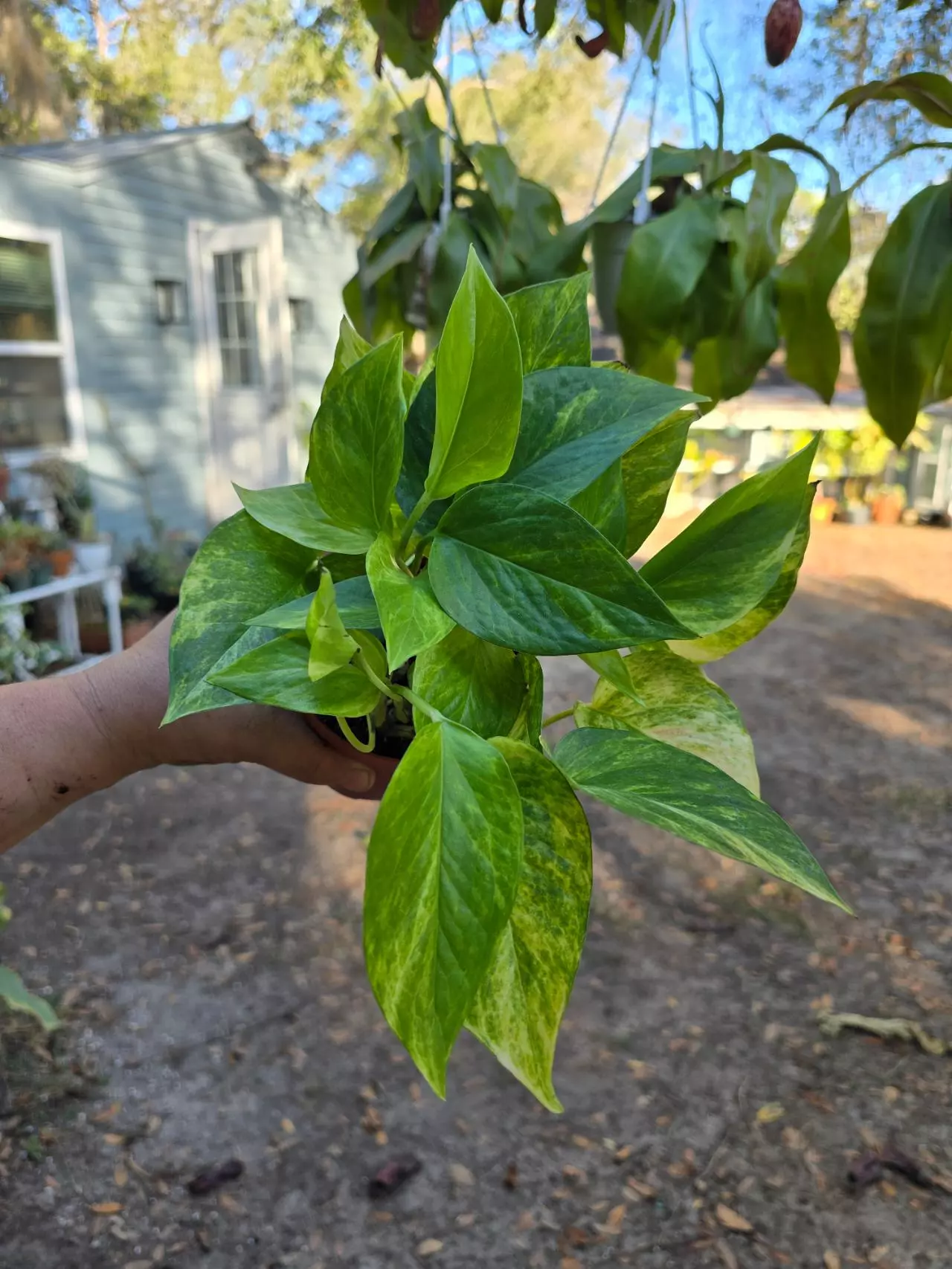 plant/4in Epipremnum pothos Neon Queen GC-0