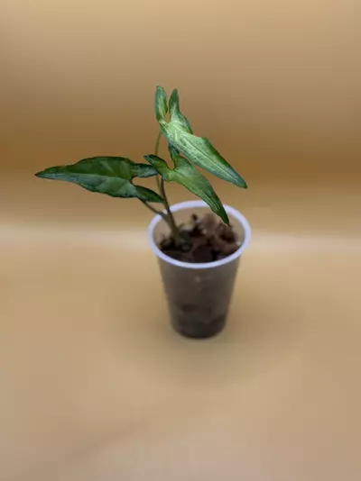 plant/Lance Leaf Syngonium-0-thumbnail