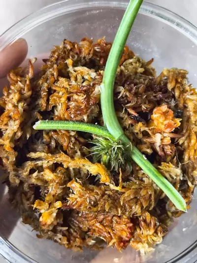 plant/Black dragon albo-1-thumbnail