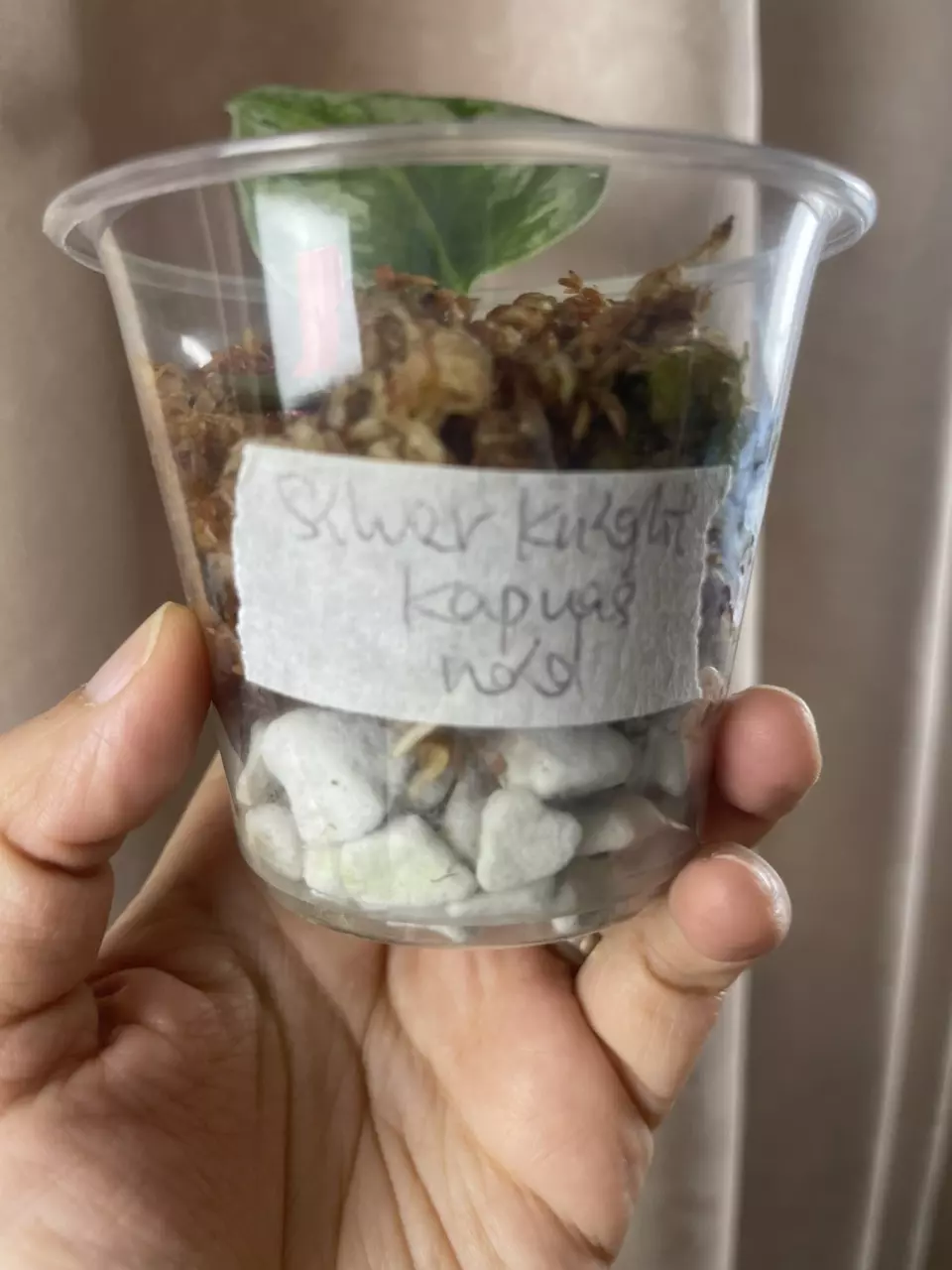 plant/Silver Knight GOG No id Kapuas-2