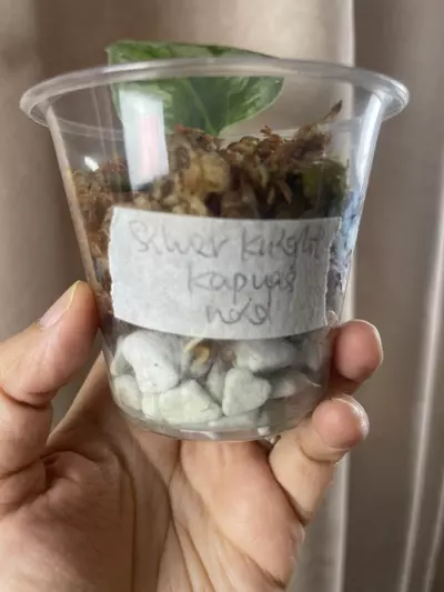 plant/Silver Knight GOG No id Kapuas-2-thumbnail