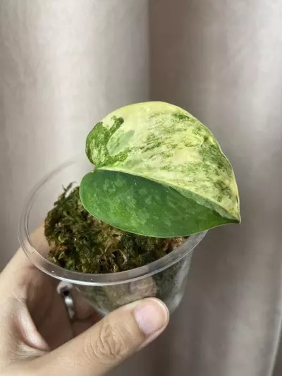 plant/Silver splash aurea verde lux-0-thumbnail