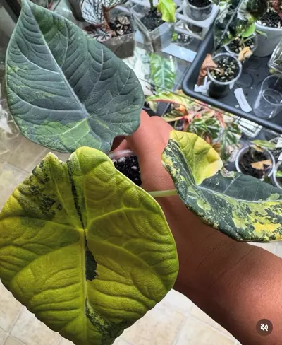 plant/Maharani Lemon Lime Mama-6-thumbnail