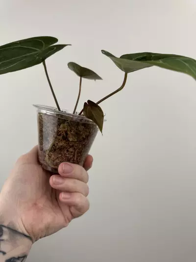 plant/Anthurium 'Sentinel' x NOID-3-thumbnail