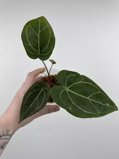 plant/Anthurium 'Sentinel' x NOID-0-thumbnail