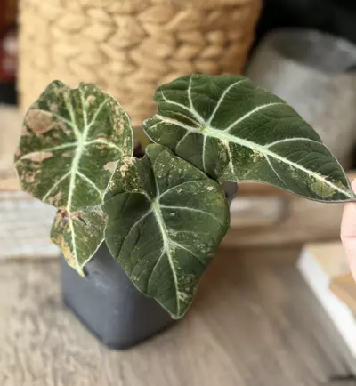 plant/Alocasia Black Velvet Gold - Corm-1-thumbnail