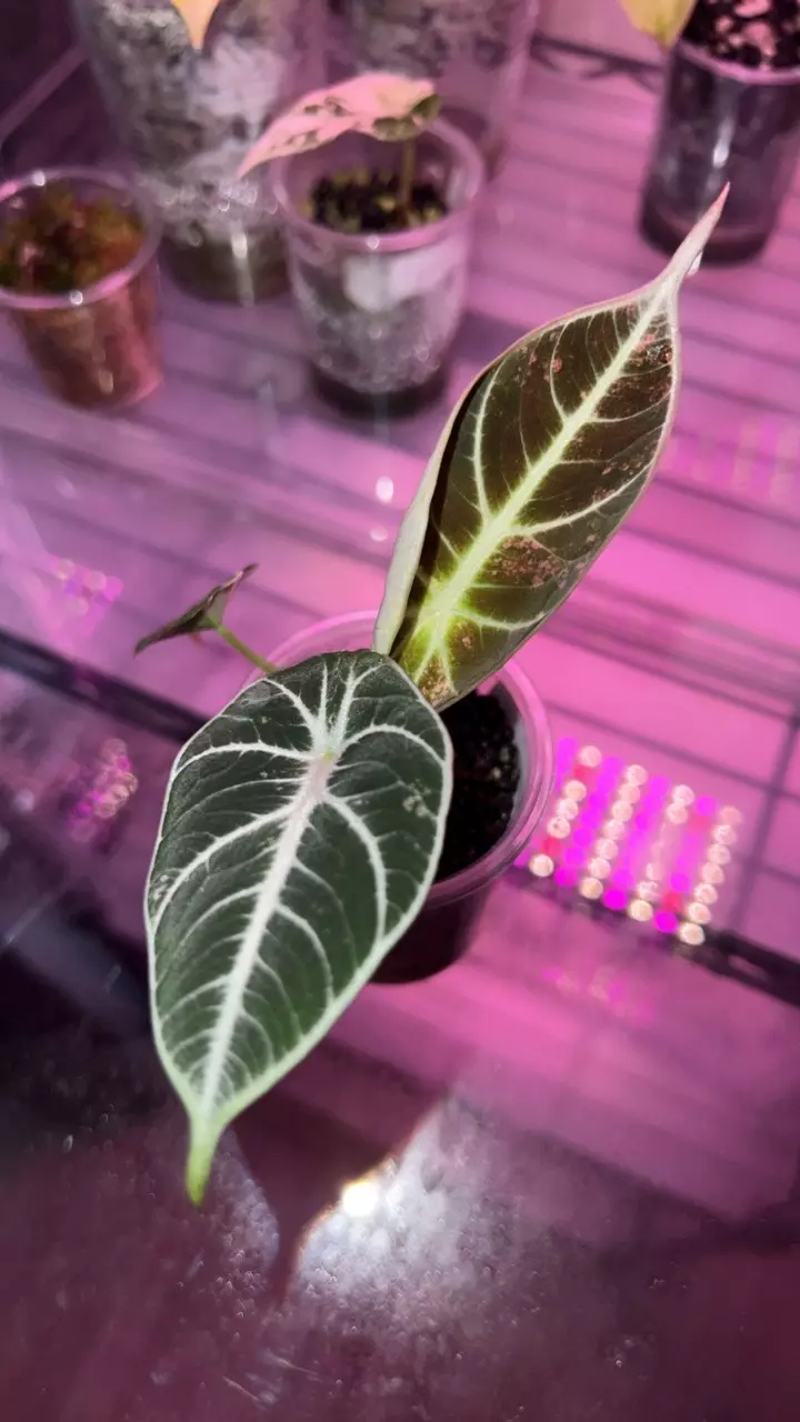 plant/#0040 🦄Ninja Pink Mint Pup🦄-0