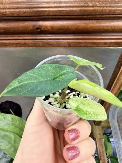 plant/Alocasia Scalprum Mint pup-3-thumbnail