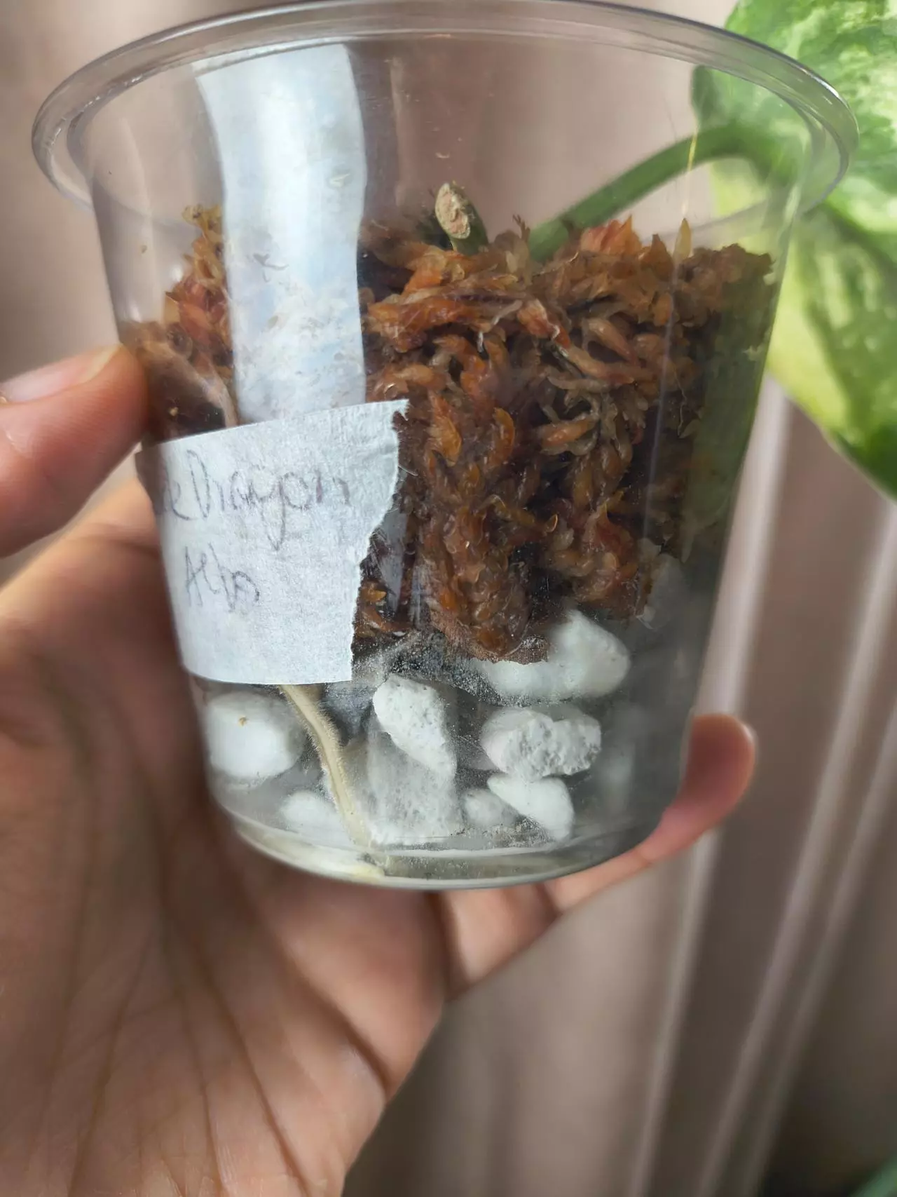 plant/Black dragon albo-2