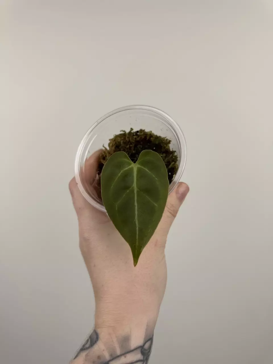 plant/Anthurium NOID-0