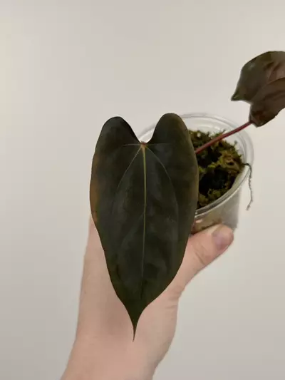 plant/Anthurium NOID-1-thumbnail