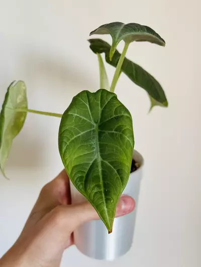 plant/Maharani Lemon Lime Mama-2-thumbnail