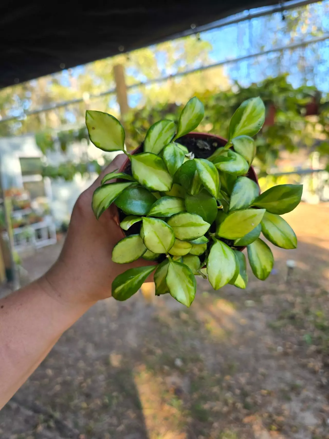 plant/4in Hoya heuschkeliana variegated GC-0