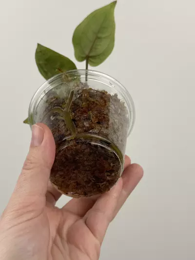 plant/Anthurium 'Velvet Giant' x ('Fort Sherman' x SELF)-2-thumbnail