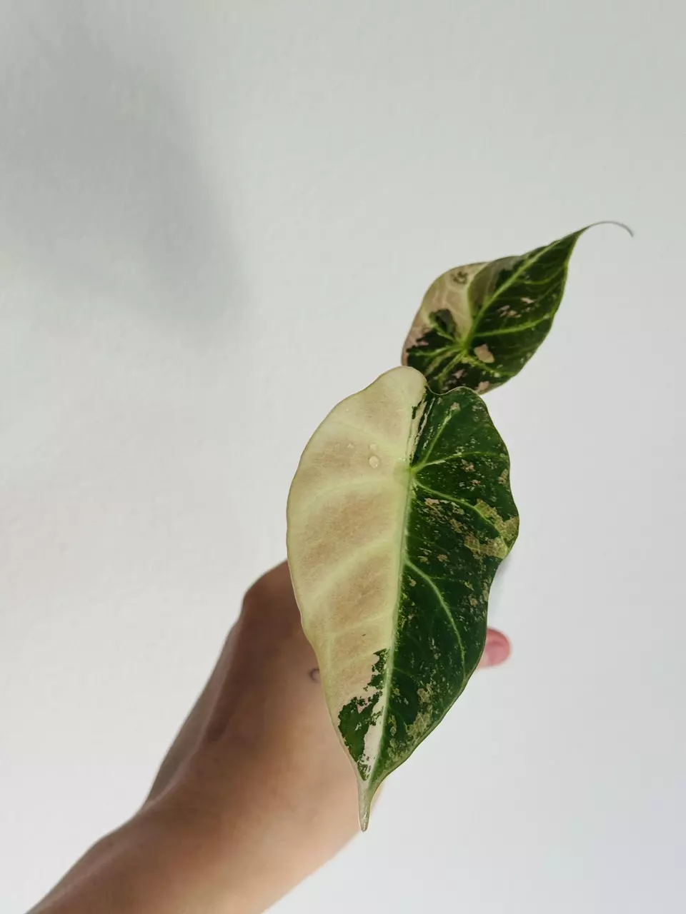 plant/Pink Black Velvet-0