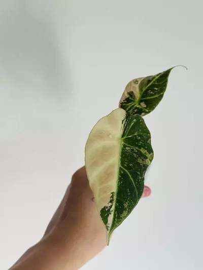 plant/Pink Black Velvet-0-thumbnail