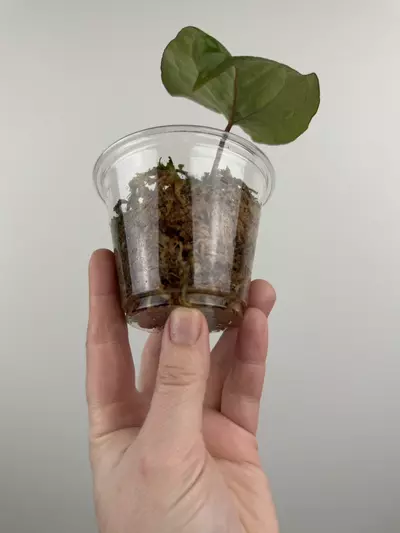 plant/Anthurium Kunayalense x 'RVDP'-2-thumbnail