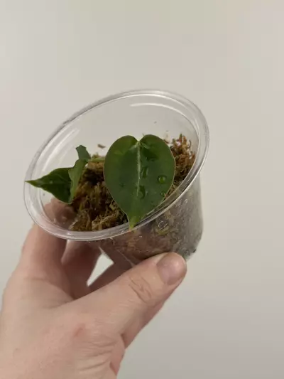 plant/Anthurium 'Chocolate Crystallinum' x NOID-1-thumbnail